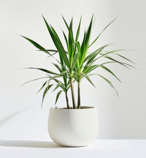 product 05